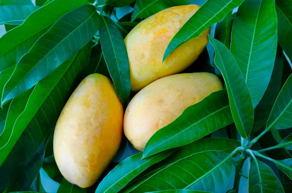 3つの黄色のタイのマンゴー 緑の葉の間の果実 — ストック写真