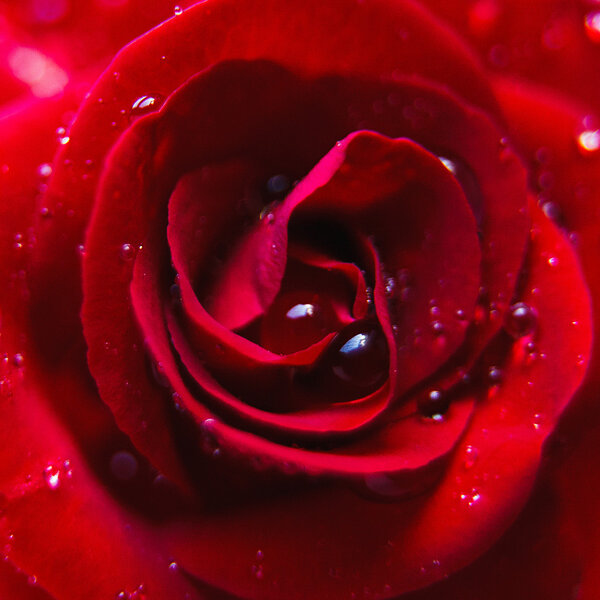 Red rose bud with water drops on it