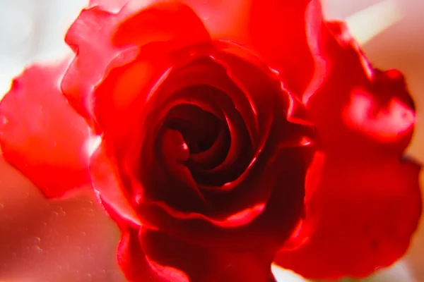 Vermelho rosa close-up — Fotografia de Stock