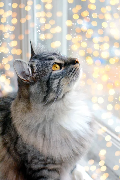 Carino gatto guardando le luci di Natale offuscate — Foto Stock