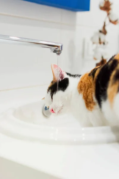 Eau potable de chaton tricolore du robinet d'évier — Photo