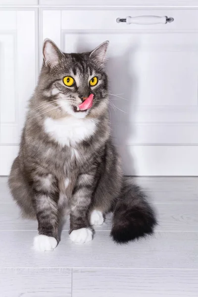 Fluffy sibérien gris chat lèche après avoir mangé — Photo