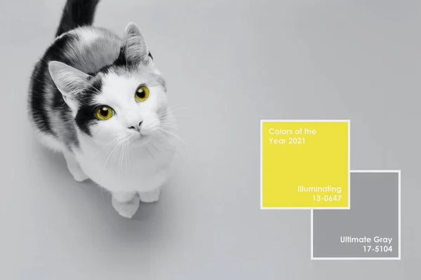 Şirin küçük kedi yavrusu Aydınlatıcı Sarı ve Nihai Gri arka planda oturuyor. Evcil hayvanlarla ilgili afiş. 2021 yılının renklerini gösteren yaratıcı tasarım