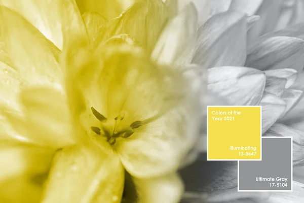 Aydınlatıcı ve nihai gri renk arkaplanı