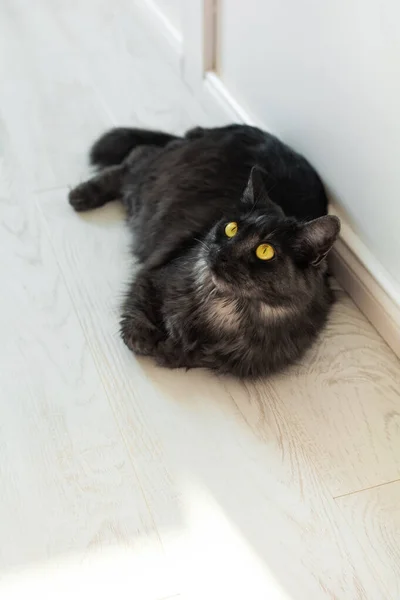 Black fluffy cat with yellow eyes — Stock Photo, Image