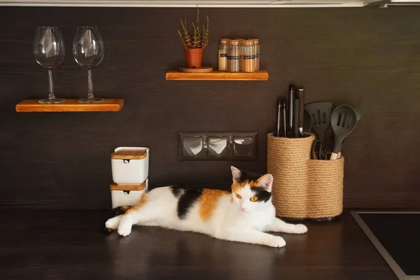 在阳光明媚的日子里 有趣的家庭三色旗短小的小猫躺在厨房的桌子上 带有植物和配件的现代设计丑闻 — 图库照片