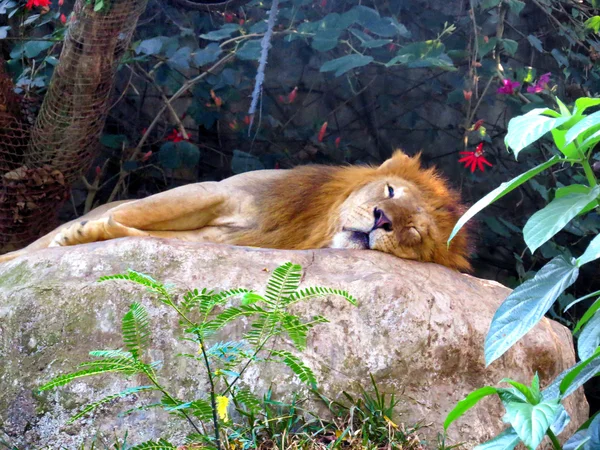 Bali Hayvanat Bahçesi 'nde büyük aslan