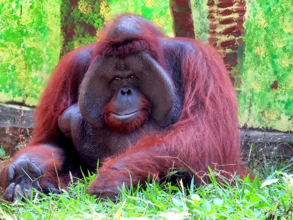 Orang-utang duża małpa w Bali Zoo — Zdjęcie stockowe
