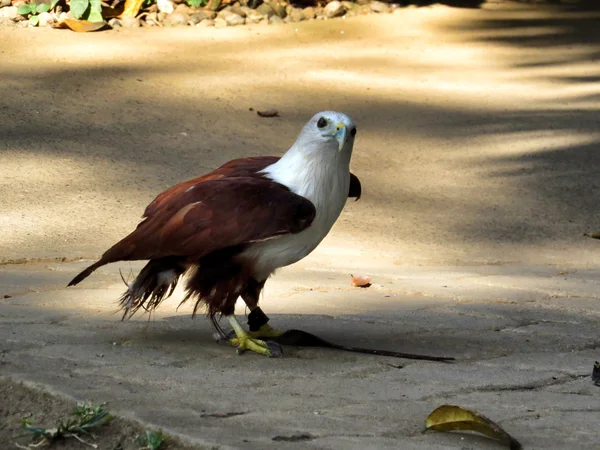 Kartal Bali Hayvanat Bahçesi