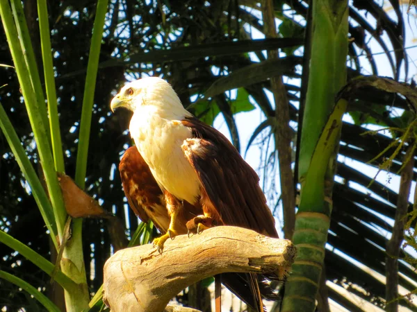 Kartal Bali Hayvanat Bahçesi