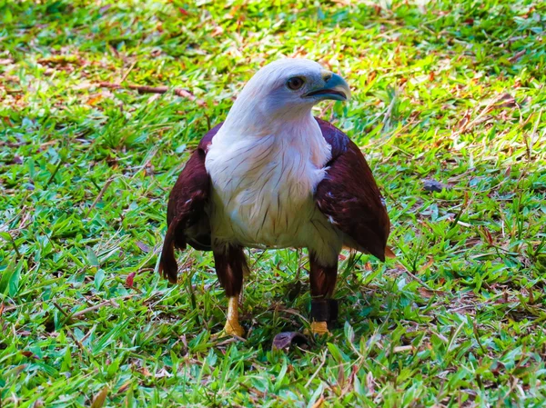 Kartal Bali Hayvanat Bahçesi