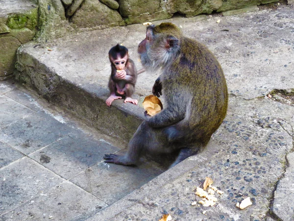 Macaco com bebê comendo na floresta de macacos sagrados em Bali, Indonésia — Fotografia de Stock