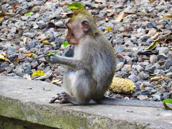 Macaco comendo na floresta de macacos sagrados em Bali, Indonésia — Fotografia de Stock