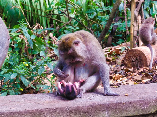 Kutsal maymun orman Bali, Endonezya bebek ile maymun