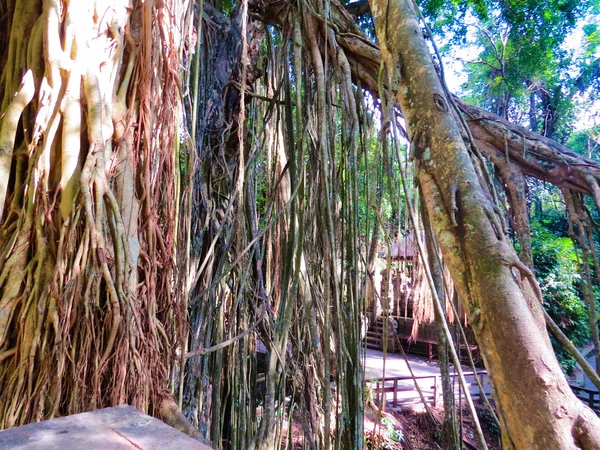 Liana in Sacred monkey forest in Bali, Indonesia