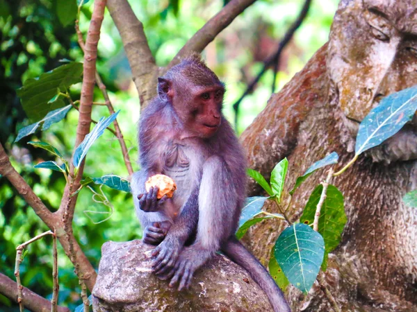 Scimmia nella foresta di scimmie sacre a Bali, Indonesia — Foto Stock