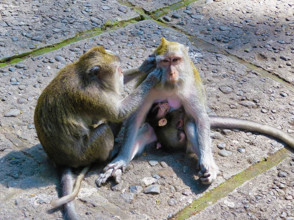 Małpy w Sacred monkey forest w Bali, Indonezja — Zdjęcie stockowe