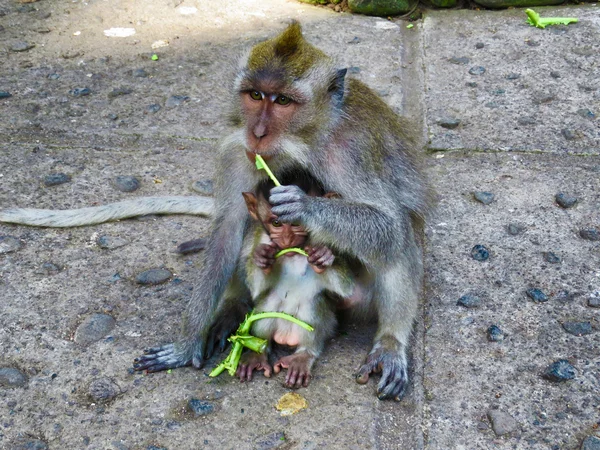 Monyet dengan bayi di Hutan Kera Suci di Bali sedang makan, Indonesia — Stok Foto