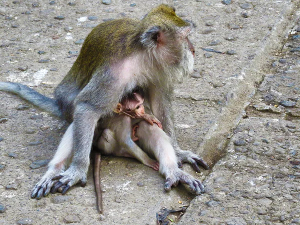 Kutsal maymun orman Bali, Endonezya bebek ile maymun