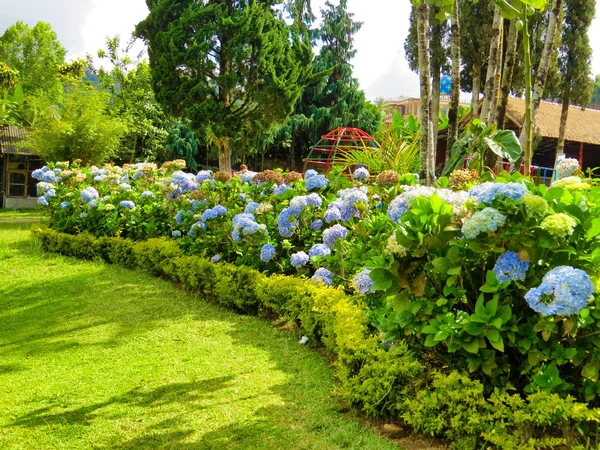 Hermosas flores azules en el parque — Foto de Stock