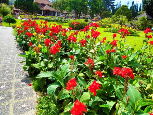 Hermosas flores rojas en el parque — Foto de Stock