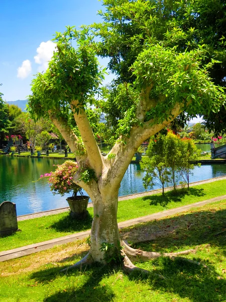 Güzel park park Tirta Gangga Sarayı'Gölü ile