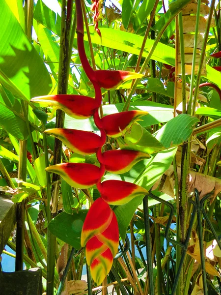 Egzotik kırmızı çiçek Asya Bahçe