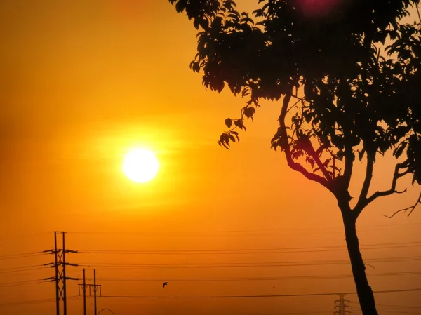 Güzel altın günbatımı güneş ve ağaç