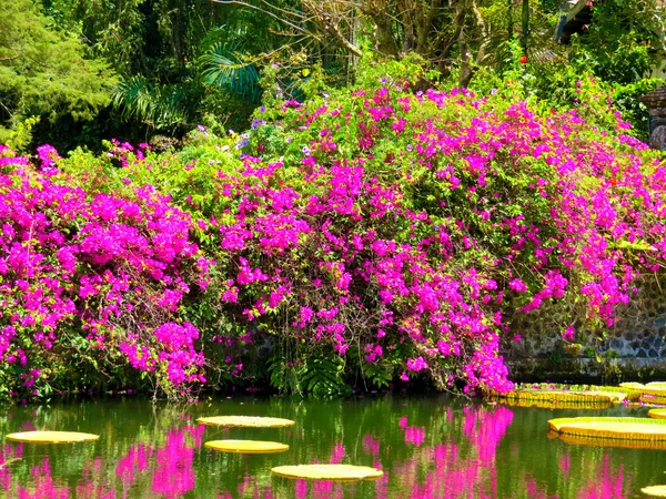 Hermosas flores cerca del lago en el parque del palacio Tirta Gangga — Foto de Stock