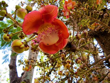 Çarkıfelek Bali Kuş Parkı