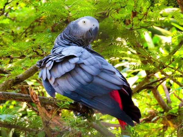 Färg papegoja i Bali Bird Park — Stockfoto