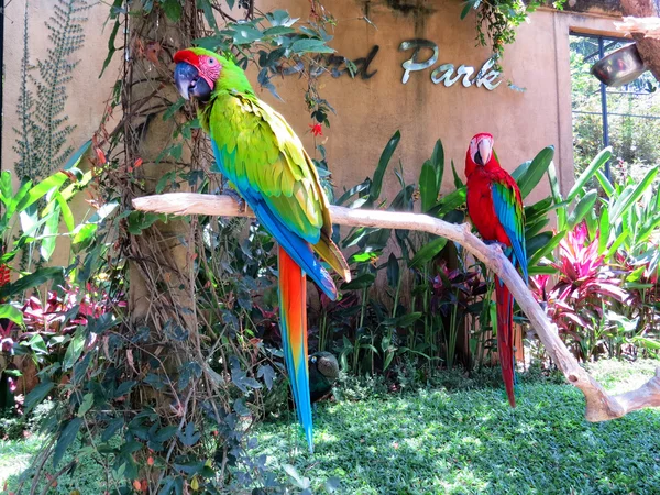 Színes papagáj, Bali madár Park — Stock Fotó