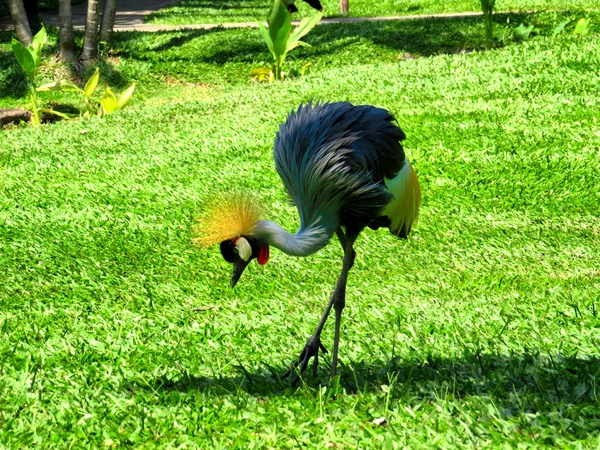 Színes papagáj, Bali madár Park — Stock Fotó