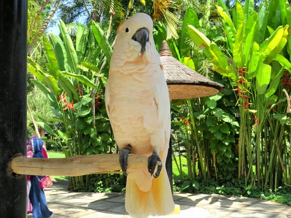 Цветной попугай в парке балийских птиц — стоковое фото