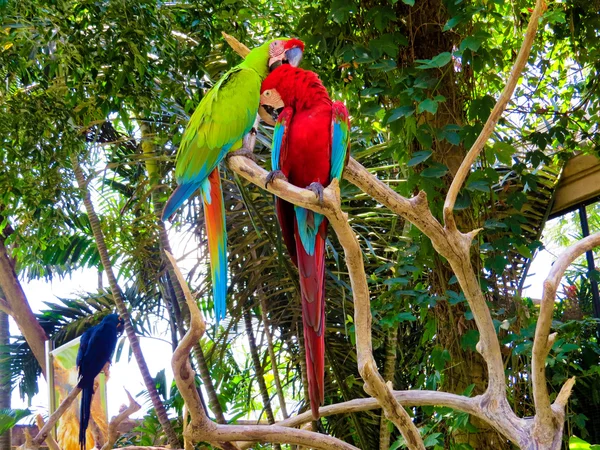 Renk papağan Bali kuş Parkı