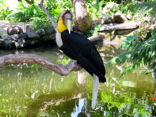 Toucan Bali kuş Parkı