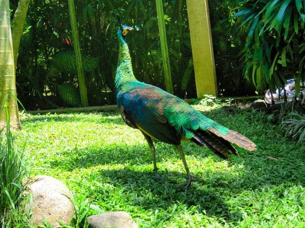 Pavone nel parco degli uccelli di Bali — Foto Stock