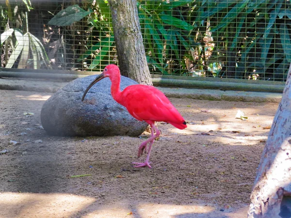 Bali kuş Parkı içinde kırmızı flamingo