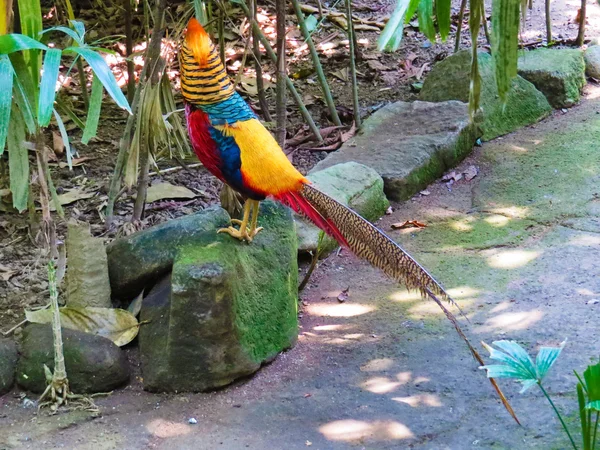 Papuga kolor w Bali Bird Park — Zdjęcie stockowe