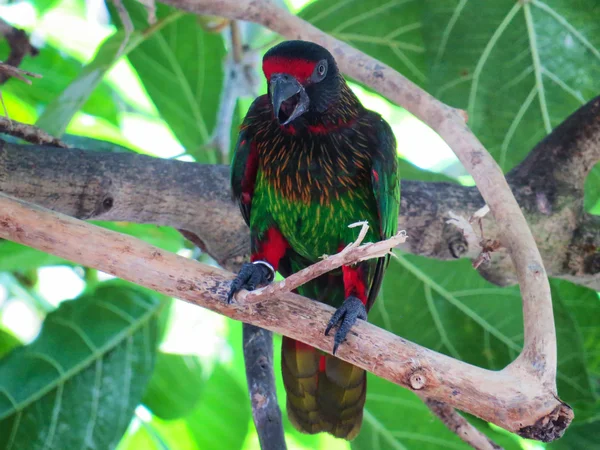 Renk papağan Bali kuş Parkı