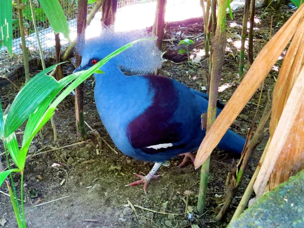 Color pájaro en Bali Bird Park — Foto de Stock