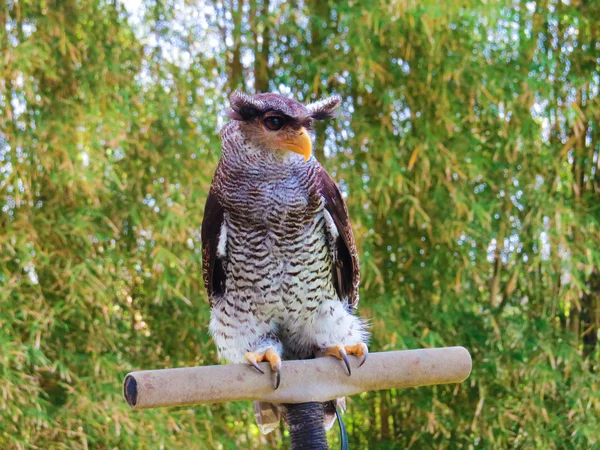 Baykuş Bali kuş Parkı