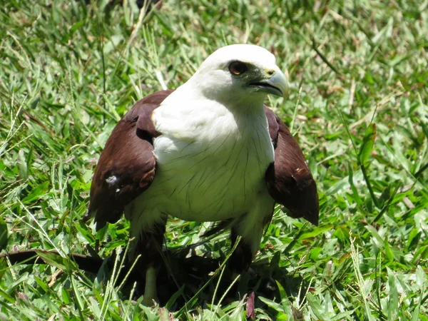 Águila en Bali Bird Park —  Fotos de Stock