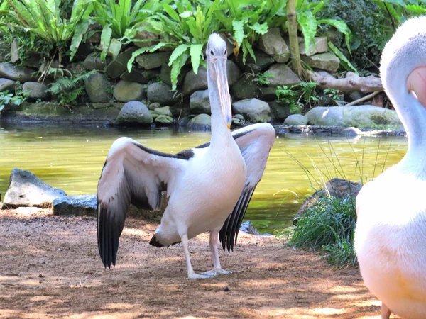Pelikán, Bali madár Park — Stock Fotó