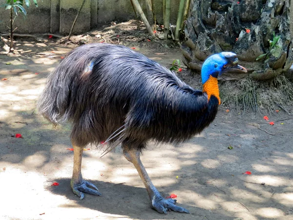 Color bird in Bali Bird Park