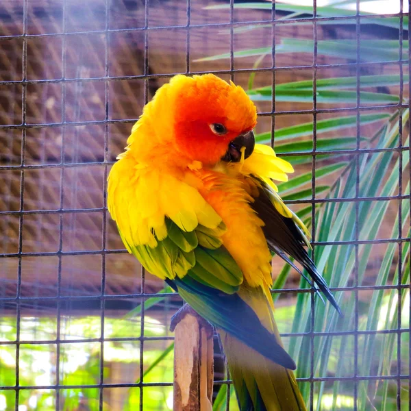 Renk papağan Bali kuş Parkı