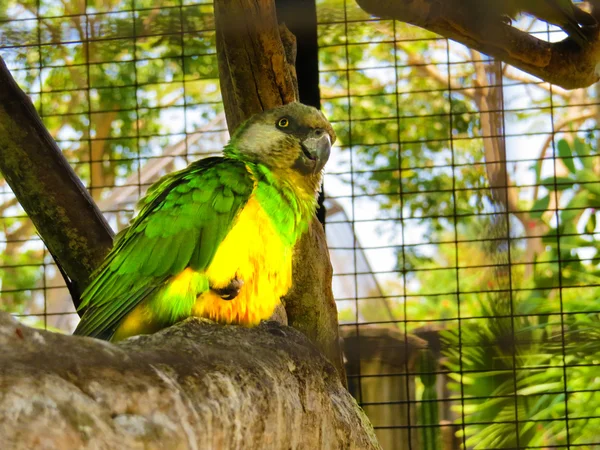 Színes papagáj, Bali madár Park — Stock Fotó