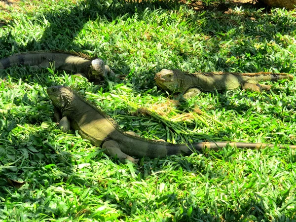 Üç mavi Iguanas — Stok fotoğraf