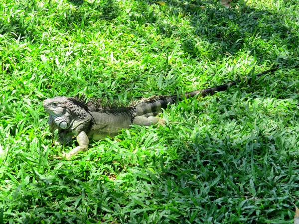 Niebieski iguana w Bali — Zdjęcie stockowe