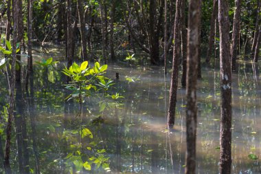 Küçük Avicennia marina ağaç. Seçici odak.